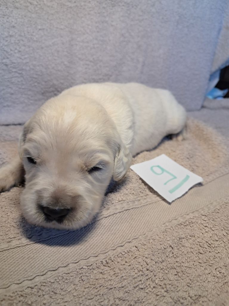Du Royaume D'Helfy - Chiots disponibles - Golden Retriever