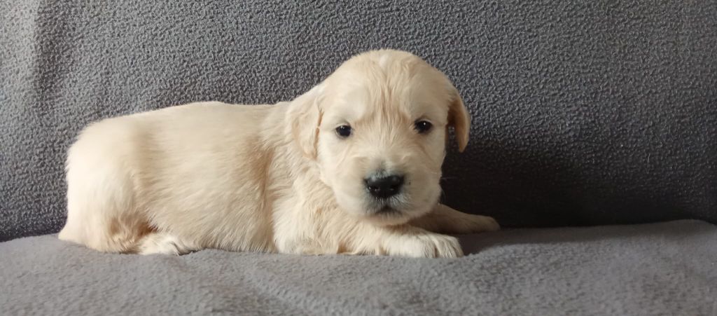 Du Royaume D'Helfy - Chiots disponibles - Golden Retriever