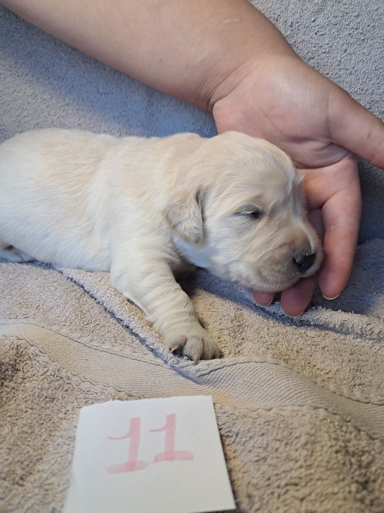 Du Royaume D'Helfy - Chiots disponibles - Golden Retriever