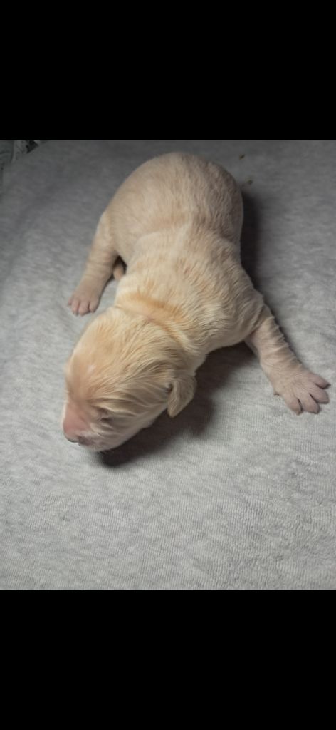 Du Royaume D'Helfy - Chiots disponibles - Golden Retriever