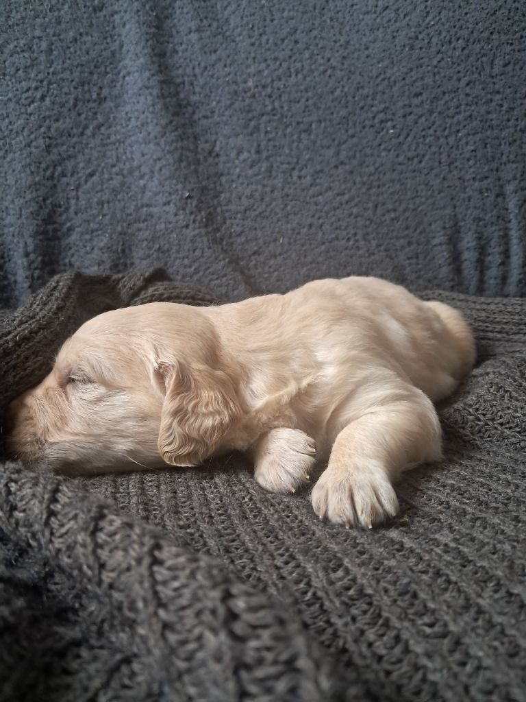 Du Royaume D'Helfy - Chiots disponibles - Golden Retriever