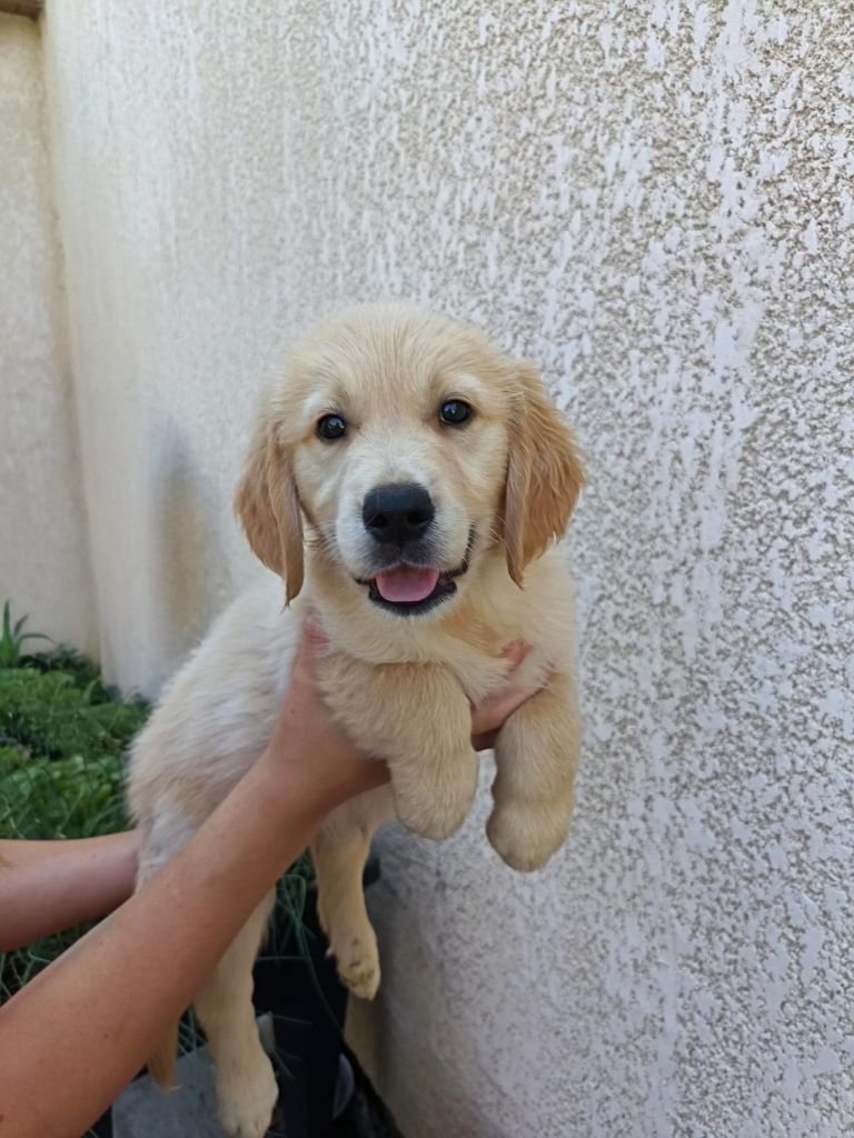 Du Royaume D'Helfy - Chiots disponibles - Golden Retriever