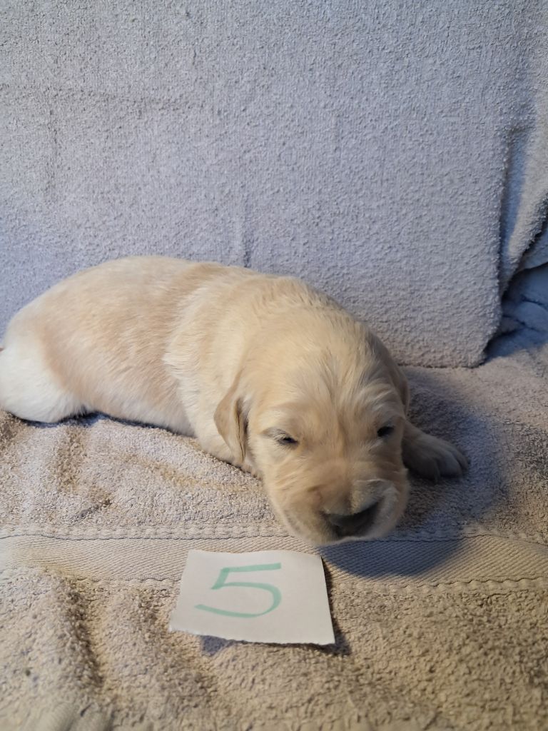 Du Royaume D'Helfy - Chiots disponibles - Golden Retriever