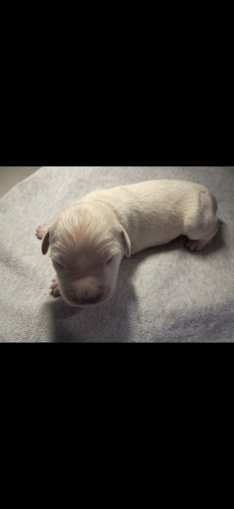 Du Royaume D'Helfy - Chiots disponibles - Golden Retriever