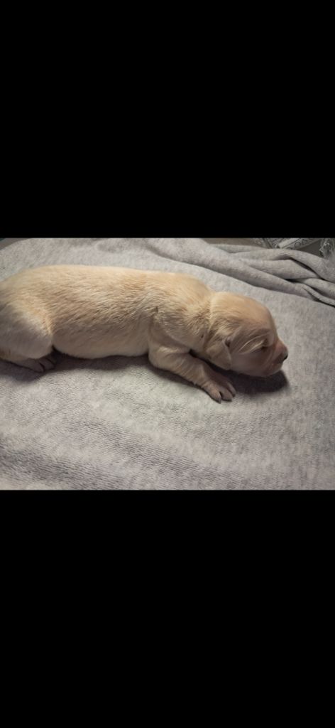 Du Royaume D'Helfy - Chiots disponibles - Golden Retriever