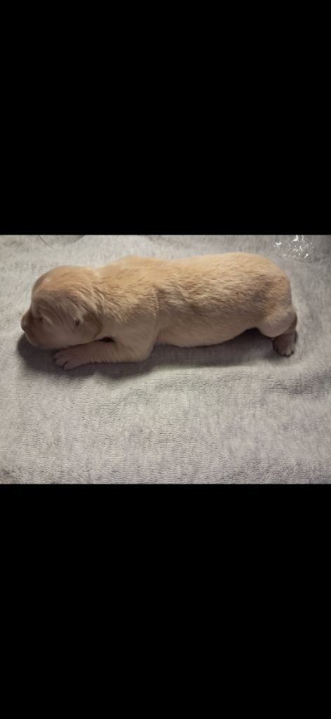 Du Royaume D'Helfy - Chiots disponibles - Golden Retriever
