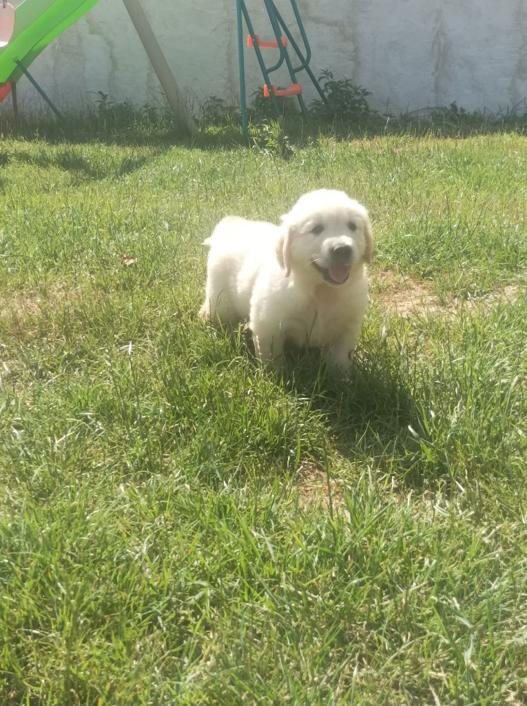Du Royaume D'Helfy - Chiots disponibles - Golden Retriever