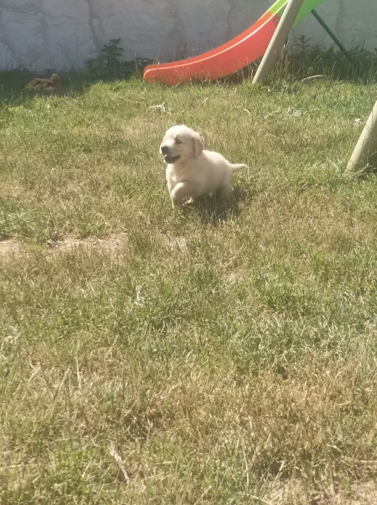 Du Royaume D'Helfy - Chiots disponibles - Golden Retriever