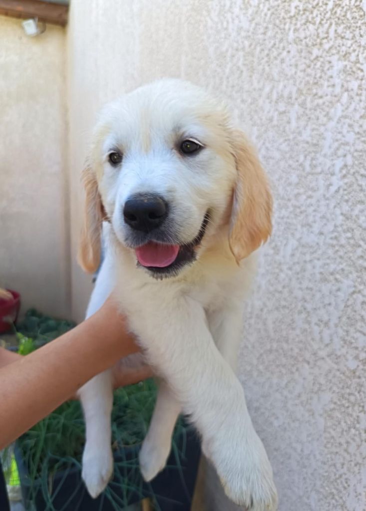 Du Royaume D'Helfy - Chiots disponibles - Golden Retriever