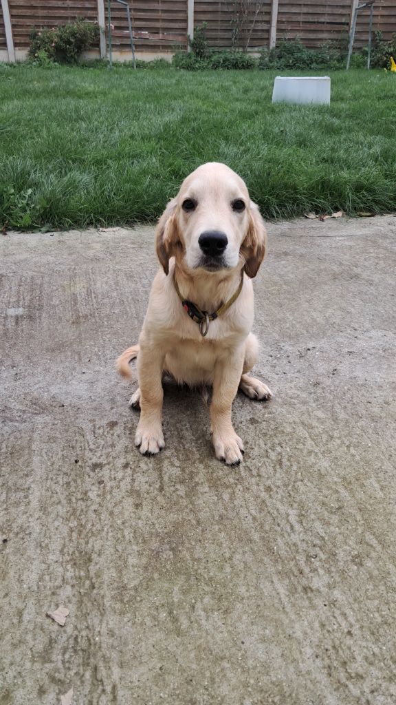 Du Royaume D'Helfy - Chiots disponibles - Golden Retriever