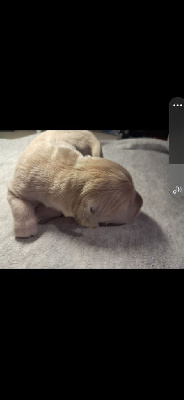 CHIOT 7