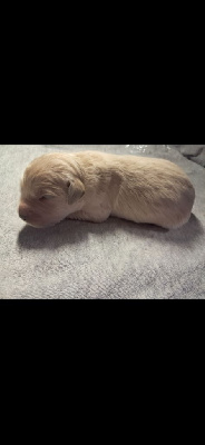 CHIOT 5
