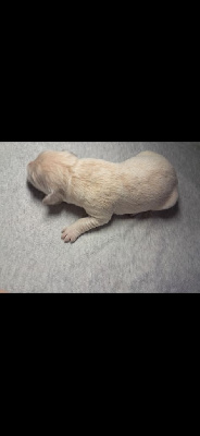 CHIOT 6