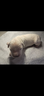 CHIOT 1