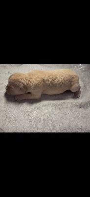 CHIOT 9