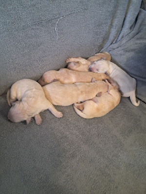 CHIOT