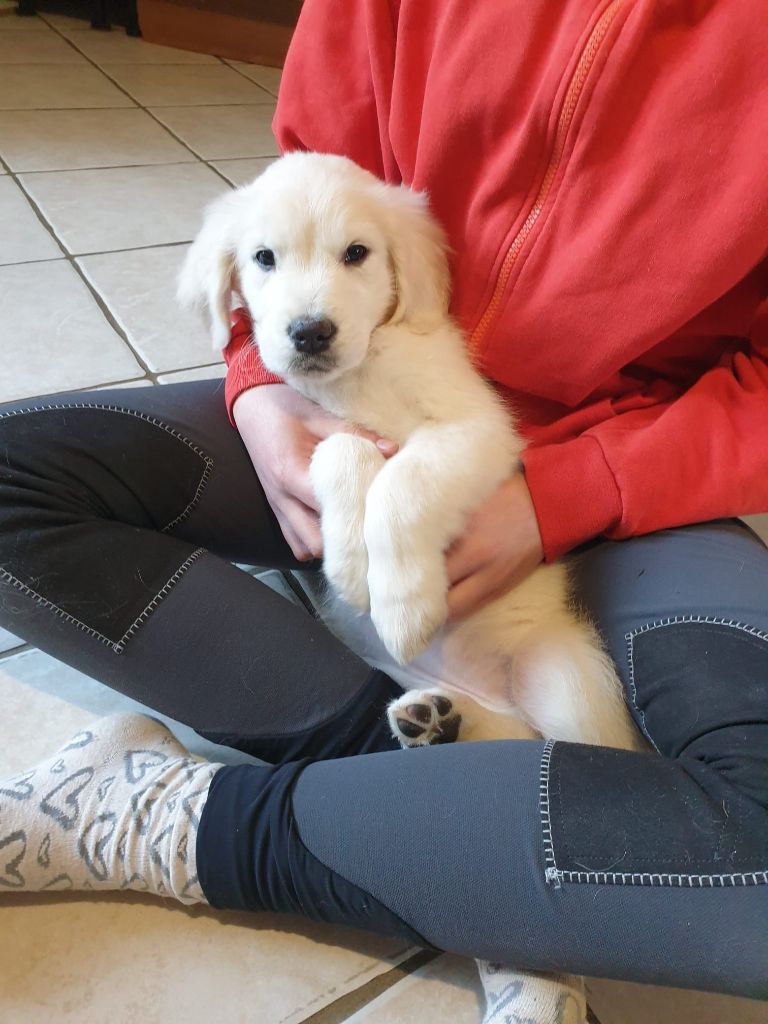 Du Royaume D'Helfy - Chiots disponibles - Golden Retriever