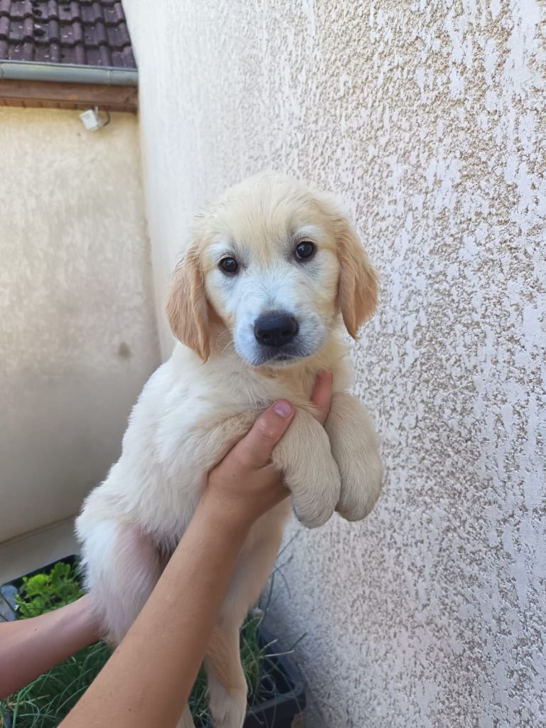 Du Royaume D'Helfy - Chiots disponibles - Golden Retriever
