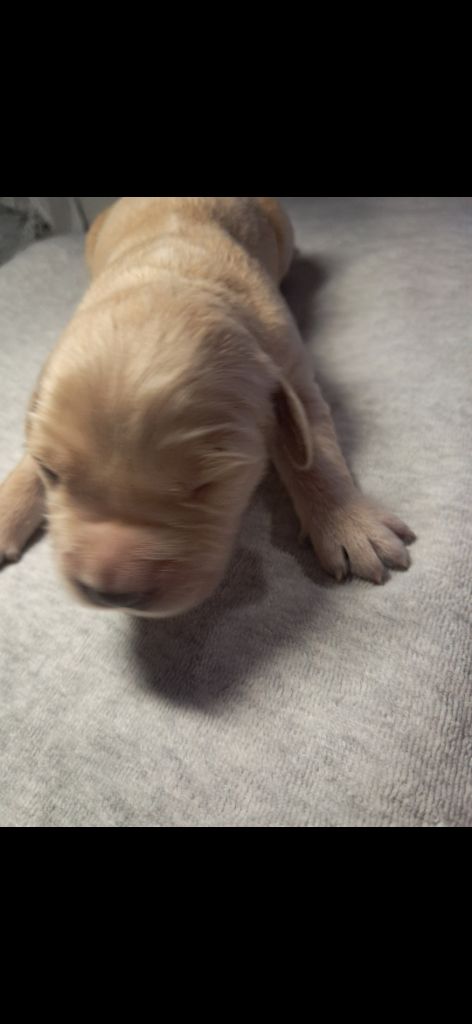 Du Royaume D'Helfy - Chiots disponibles - Golden Retriever
