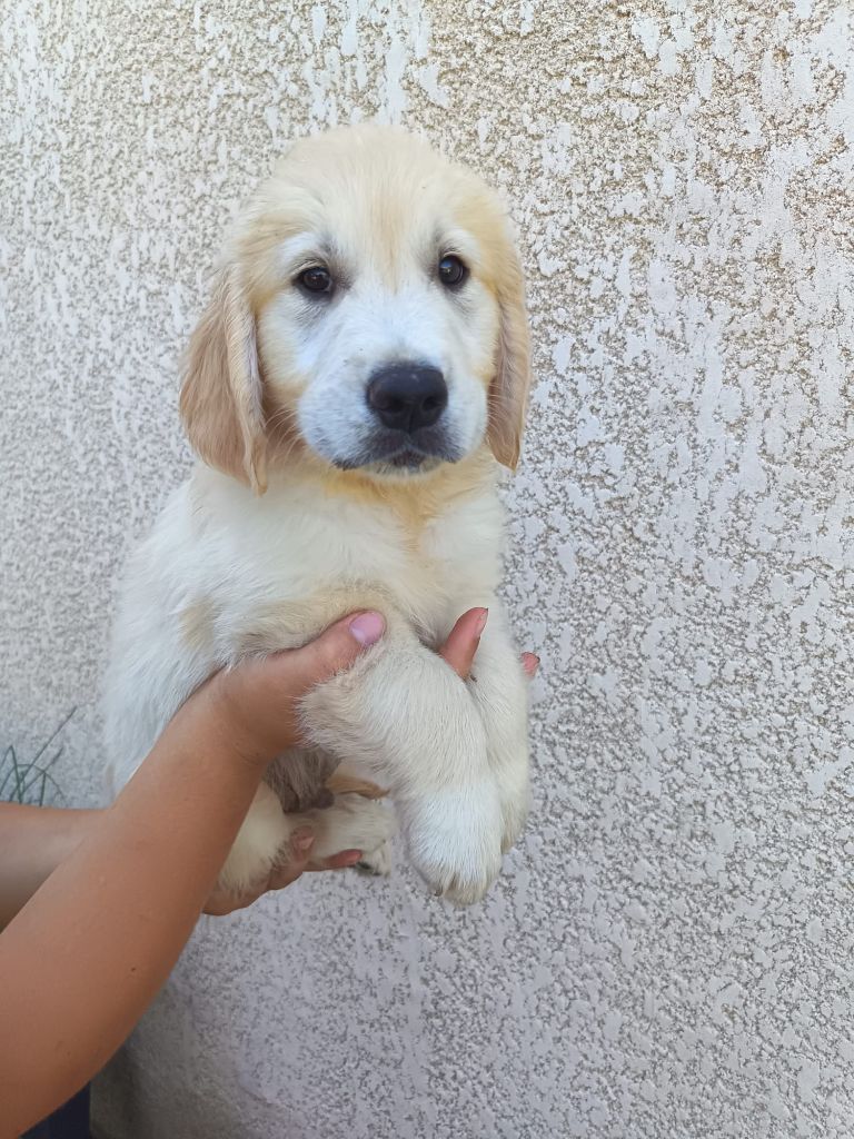 Du Royaume D'Helfy - Chiots disponibles - Golden Retriever