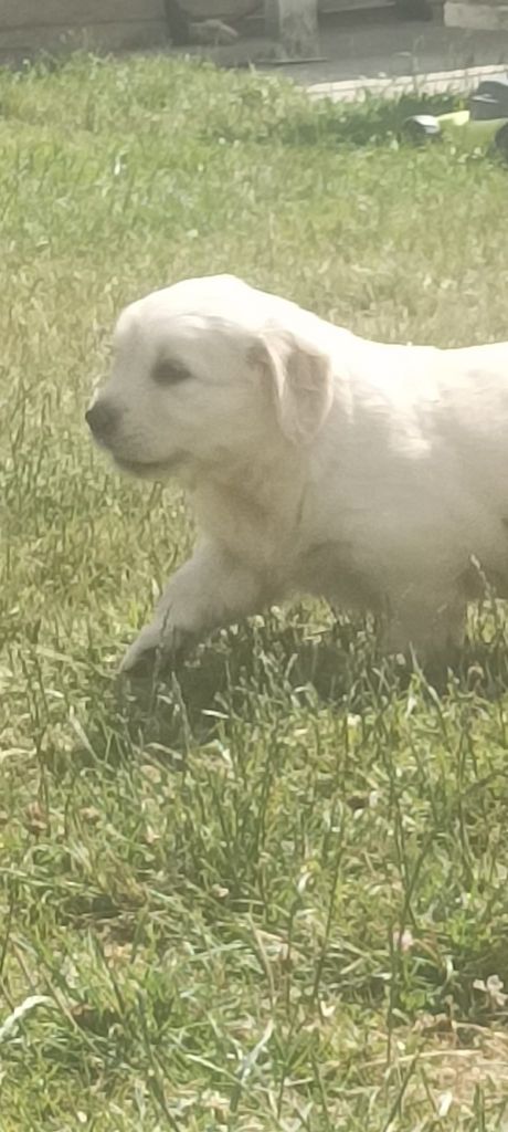 Du Royaume D'Helfy - Chiots disponibles - Golden Retriever