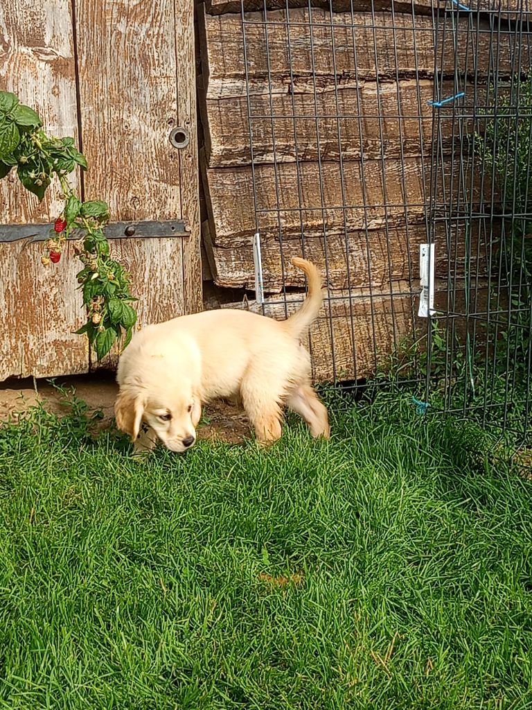 Du Royaume D'Helfy - Chiots disponibles - Golden Retriever